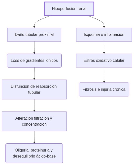 Diagrama de fisiopatologia: hipoperfusión renal causa daño tubular e inflamación que generan disfunción de filtración y reabsorción con manifestaciones clínicas variables.