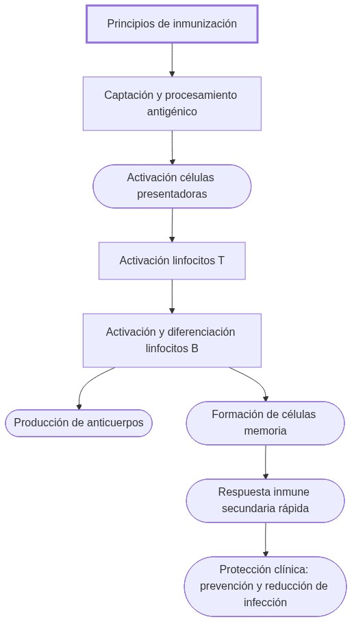 Diagrama de fisiopatologia: principios de inmunización activan células presentadoras y linfocitos, generando anticuerpos y memoria para protección clínica.